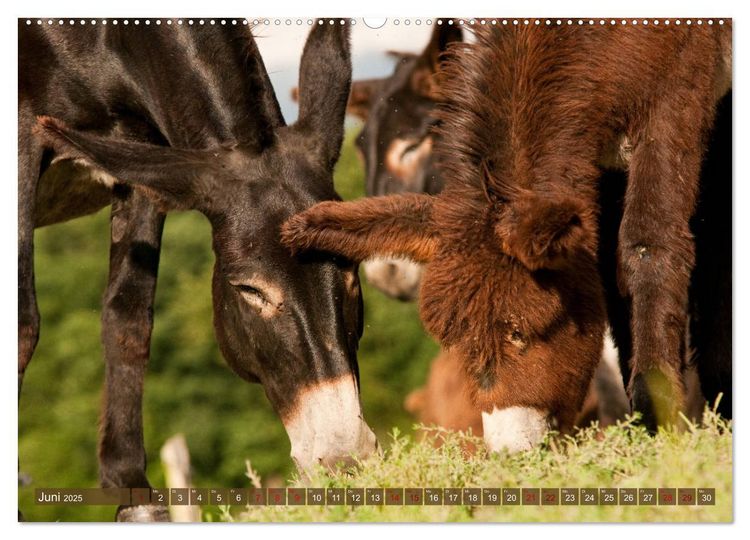 Produktbild: Bulgarische Gro&szlig;esel - Schwarze Sch&ouml;nheiten (hochwertiger Premium Wandkalender 2025 DIN A2 quer), Kunstdruck in Hochglanz