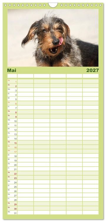 Produktbild: Familienplaner 2027 - Liebenswerte Rabauken - Rauhaardackel mit 5 Spalten (Wandkalender, 21 x 45 cm) CALVENDO