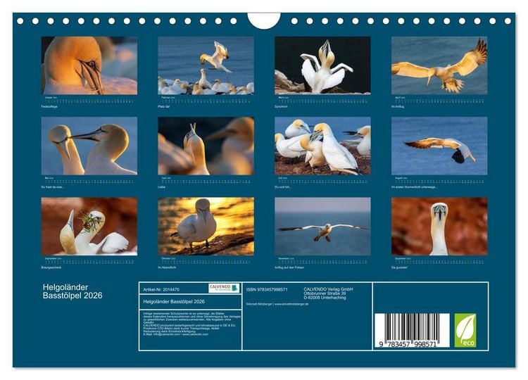 Produktbild: Helgol&auml;nder Basst&ouml;lpel 2026 (Wandkalender 2026 DIN A4 quer), CALVENDO Monatskalender
