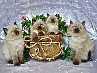 Produktbild: CALVENDO Puzzle Ein Motiv aus dem Kalender CATS IN HDR | 1000 Teile Lege-Gr&ouml;&szlig;e 64x48cm Foto-Puzzle f&uuml;r gl&uuml;ckliche Stunden