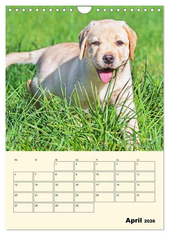 Produktbild: Familienplaner - Labrador Welpen entdecken die Welt (Wandkalender 2026 DIN A4 hoch), CALVENDO Monatskalender