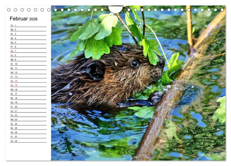 Produktbild: Das Familienleben der Biber (Wandkalender 2026 DIN A4 quer), CALVENDO Monatskalender