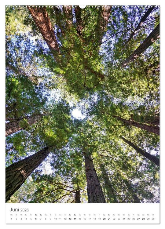 Produktbild: Wald - bezaubernde Landschaften (Wandkalender 2026 DIN A2 hoch), CALVENDO Monatskalender