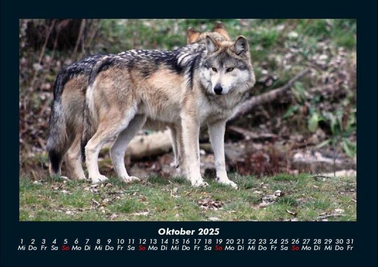 Produktbild: Tiere in der Wildnis 2025 Fotokalender DIN A4
