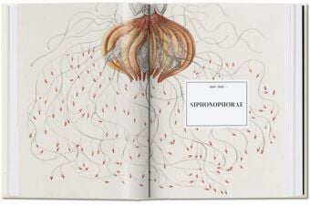 Produktbild: The Art and Science of Ernst Haeckel