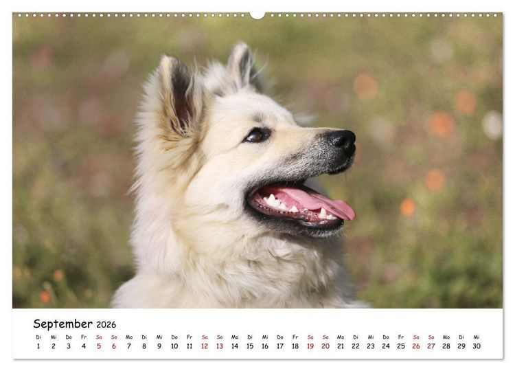 Produktbild: Islandhunde (Wandkalender 2026 DIN A2 quer), CALVENDO Monatskalender