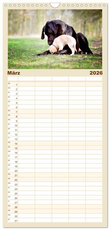 Produktbild: Familienplaner 2026 - Deutsche Doggen / Geburtstagskalender mit 5 Spalten (Wandkalender, 21 x 45 cm) CALVENDO