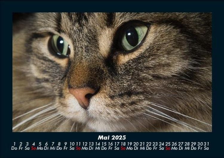 Produktbild: F&uuml;r Katzenfreunde 2025 Fotokalender DIN A5