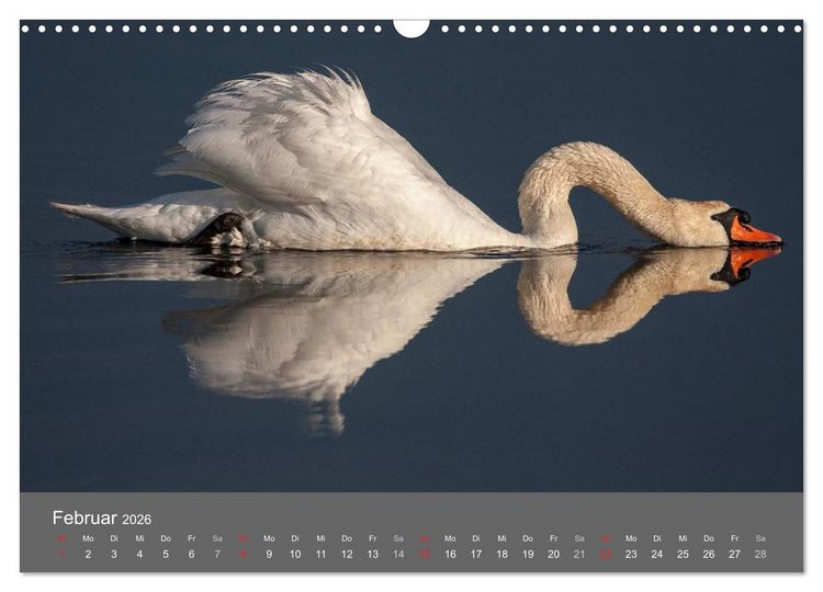 Produktbild: Der Federsee - Vogelparadies in Oberschwaben (Wandkalender 2026 DIN A3 quer), CALVENDO Monatskalender