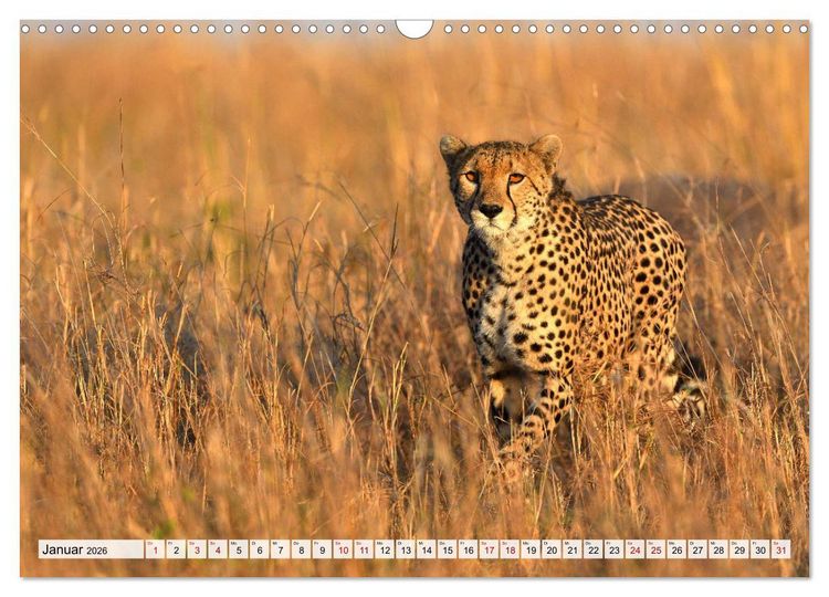 Produktbild: Faszinaton Afrika: Geparde (Wandkalender 2026 DIN A3 quer), CALVENDO Monatskalender