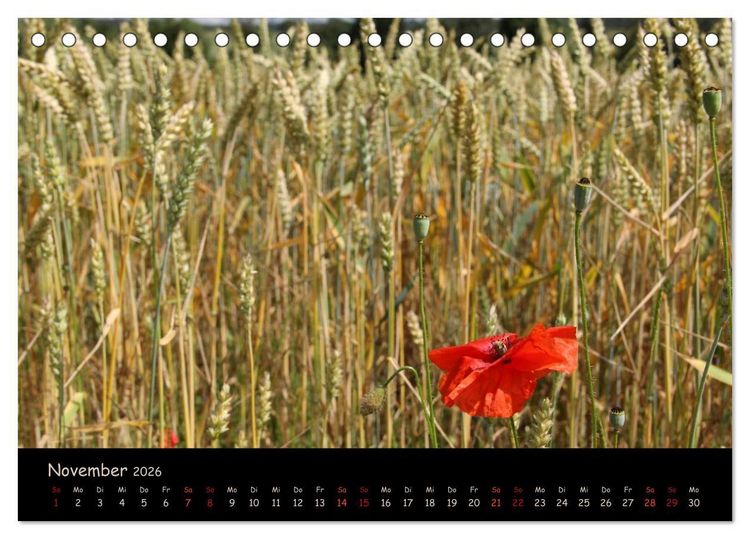 Produktbild: Just Mohn (Tischkalender 2026 DIN A5 quer), CALVENDO Monatskalender
