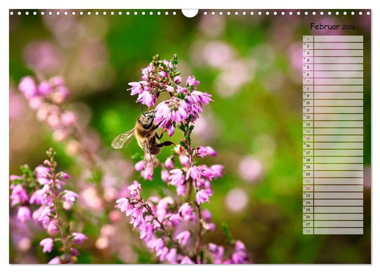 Produktbild: Heidespaziergang (Wandkalender 2026 DIN A3 quer), CALVENDO Monatskalender