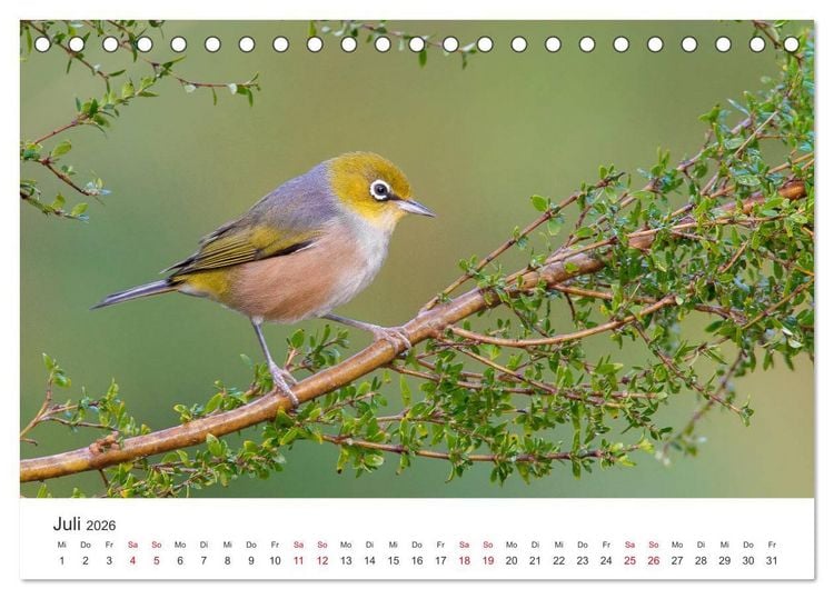 Produktbild: Singv&ouml;gel aus Australien (Tischkalender 2026 DIN A5 quer), CALVENDO Monatskalender