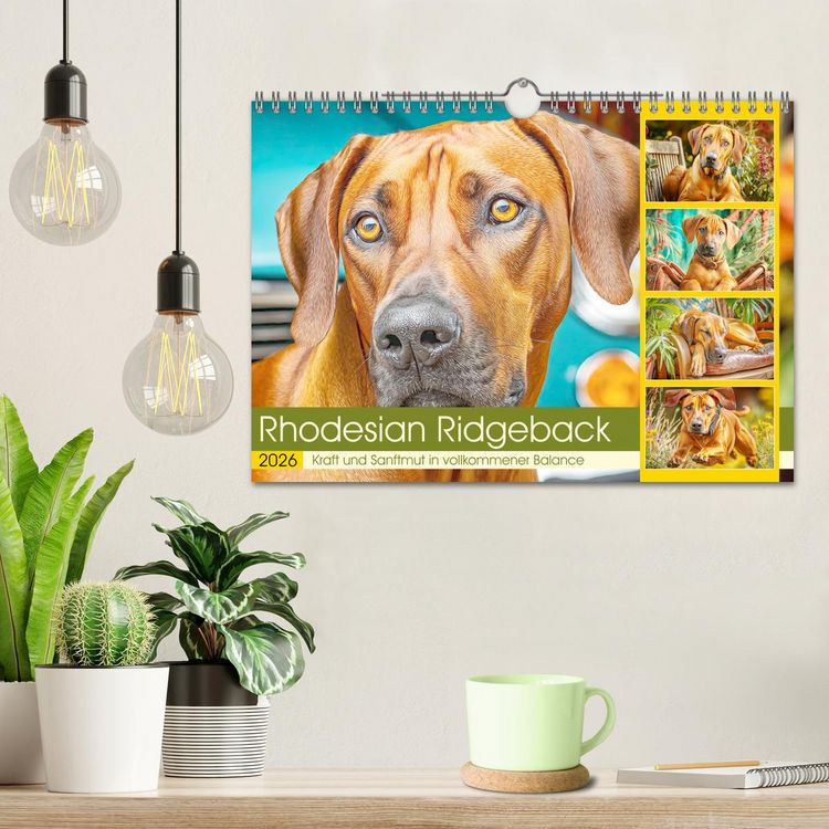 Produktbild: Rhodesian Ridgeback. Kraft und Sanftmut in vollkommener Balance (Wandkalender 2026 DIN A4 quer), CALVENDO Monatskalender
