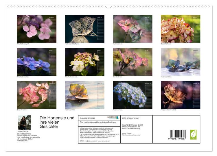 Produktbild: Die Hortensie und ihre vielen Gesichter (hochwertiger Premium Wandkalender 2026 DIN A2 quer), Kunstdruck in Hochglanz