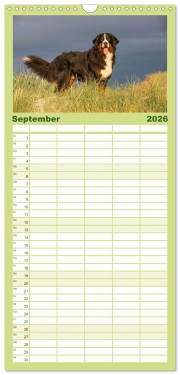 Produktbild: Familienplaner 2026 - Liebling BERNER SENNENHUND mit 5 Spalten (Wandkalender, 21 x 45 cm) CALVENDO
