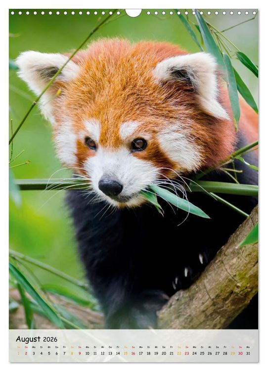 Produktbild: Roter Panda (Wandkalender 2026 DIN A3 hoch), CALVENDO Monatskalender