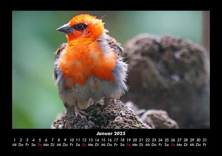 Produktbild: Vogelparadies 2025 Fotokalender DIN A3