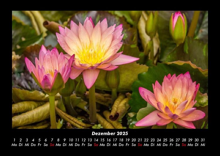 Produktbild: Rosen-Kalender 2025 Fotokalender DIN A3
