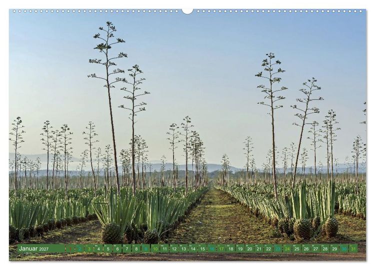 Produktbild: SISAL - von der Pflanze zum Produkt (Wandkalender 2027 DIN A2 quer), CALVENDO Monatskalender