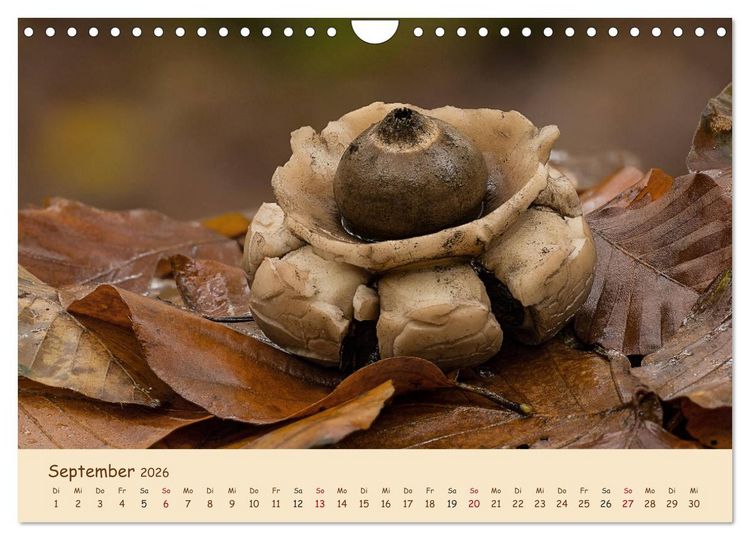 Produktbild: Pilzgalerie - Eindrucksvolle Aufnahmen von unseren heimischen Pilzen (Wandkalender 2026 DIN A4 quer), CALVENDO Monatskalender