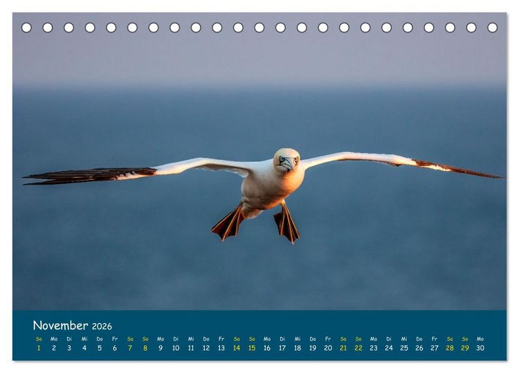 Produktbild: Helgol&auml;nder Basst&ouml;lpel 2026 (Tischkalender 2026 DIN A5 quer), CALVENDO Monatskalender