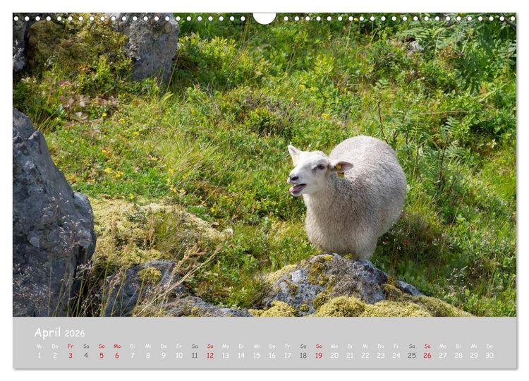 Produktbild: Ganz sch&ouml;n Schaf (Wandkalender 2026 DIN A3 quer), CALVENDO Monatskalender