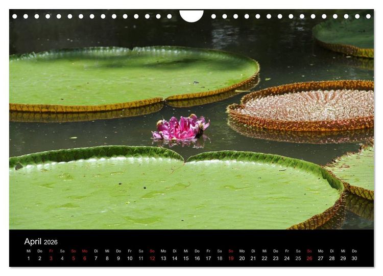 Produktbild: Trauminsel Mauritius (Wandkalender 2026 DIN A4 quer), CALVENDO Monatskalender