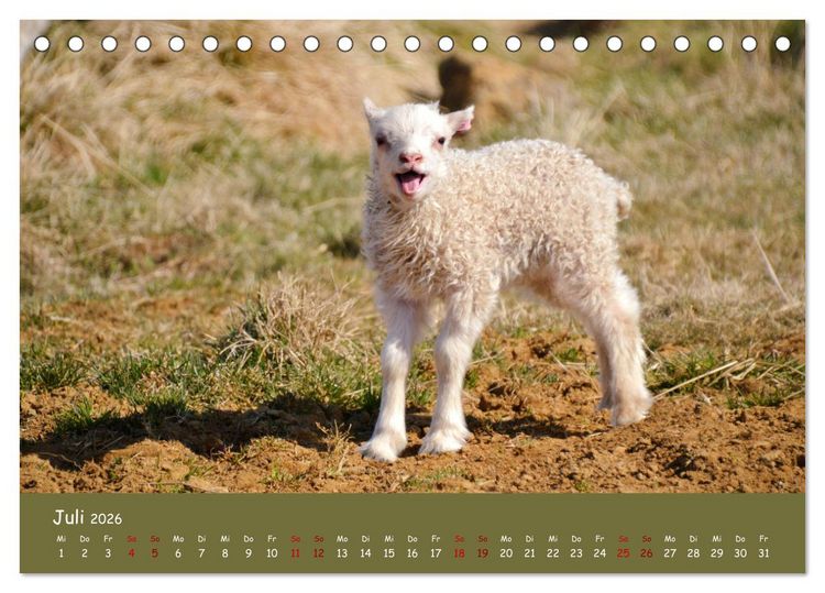 Produktbild: Wolle & H&ouml;rner (Tischkalender 2026 DIN A5 quer), CALVENDO Monatskalender