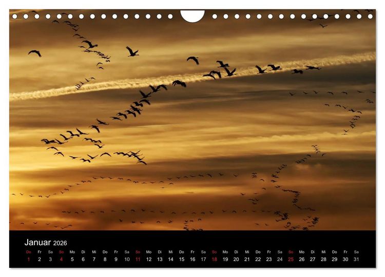 Produktbild: Kraniche (Wandkalender 2026 DIN A4 quer), CALVENDO Monatskalender