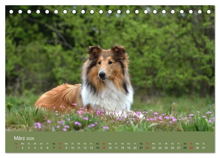 Produktbild: Collies - charmante Herzensbrecher (Tischkalender 2026 DIN A5 quer), CALVENDO Monatskalender