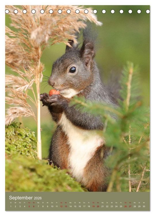 Produktbild: Eichh&ouml;rnchen - zauberhafte Waldbewohner (Tischkalender 2026 DIN A5 hoch), CALVENDO Monatskalender