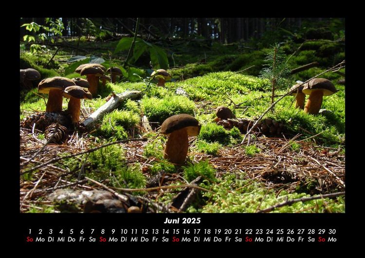 Produktbild: Pilzkalender 2025 Fotokalender DIN A3