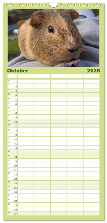 Produktbild: Familienplaner 2026 - Meerschweinchen Niedliche Herzensbrecher mit 5 Spalten (Wandkalender, 21 x 45 cm) CALVENDO