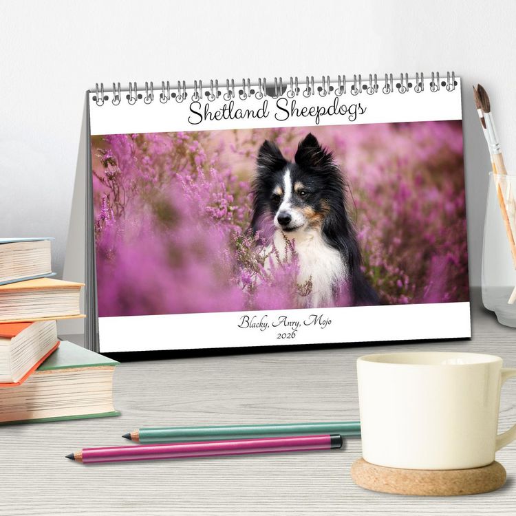 Produktbild: Shetland Sheepdogs Blacky, Anry, Mojo 2026 (Tischkalender 2026 DIN A5 quer), CALVENDO Monatskalender