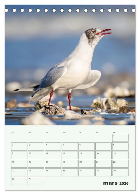Produktbild: Le monde intime des oiseaux (Calendrier de bureau 2026 DIN A5 horizontal), CALVENDO calendrier mensuel