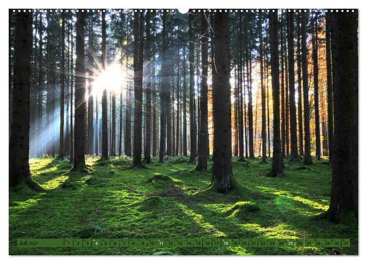 Produktbild: B&auml;ume sind Tr&auml;ume (hochwertiger Premium Wandkalender 2027 DIN A2 quer), Kunstdruck in Hochglanz