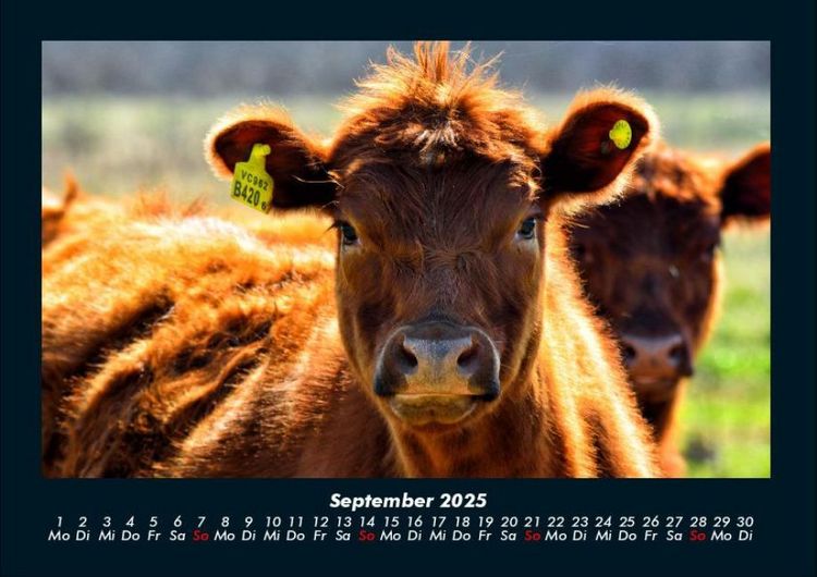 Produktbild: Kuhkalender 2025 Fotokalender DIN A4