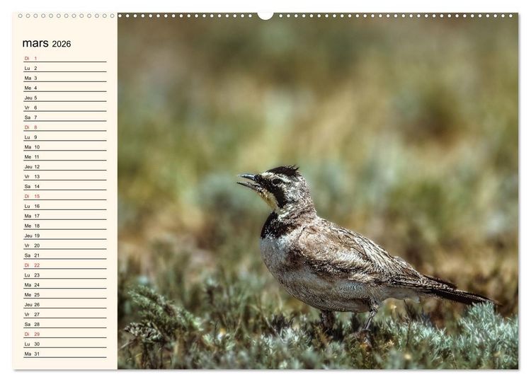 Produktbild: Notre nature sauvage, les passereaux d'Europe (Calendrier mural 2026 DIN A2 vertical), CALVENDO calendrier mensuel