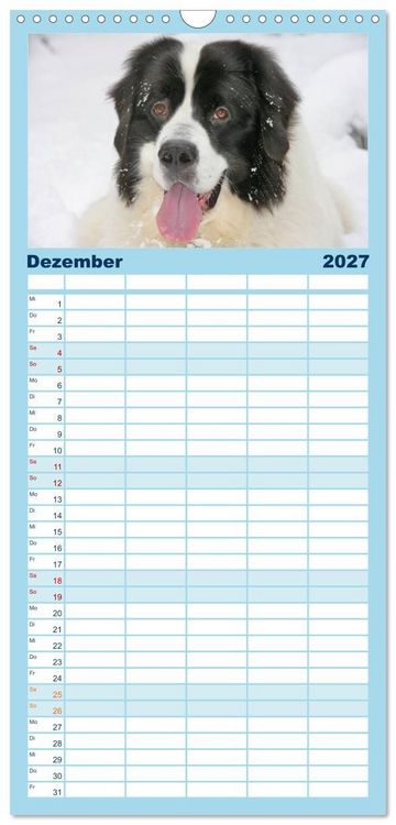 Produktbild: Familienplaner 2027 - Landseer - Das Wasser ist ihr Element mit 5 Spalten (Wandkalender, 21 x 45 cm) CALVENDO