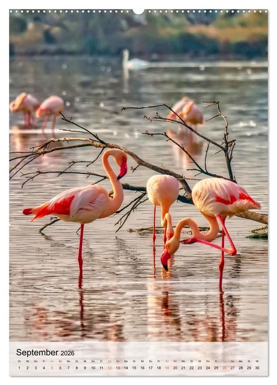 Produktbild: Flamingos - Eleganz und Sch&ouml;nheit (Wandkalender 2026 DIN A2 hoch), CALVENDO Monatskalender