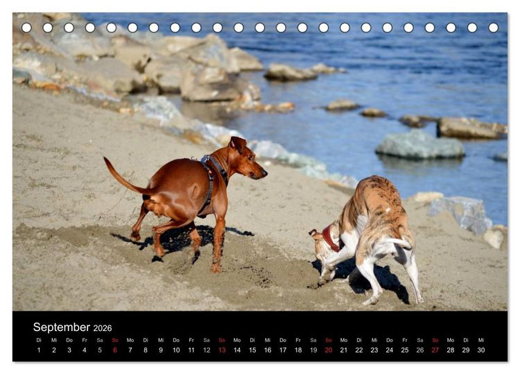 Produktbild: Deutscher Pinscher (Tischkalender 2026 DIN A5 quer), CALVENDO Monatskalender
