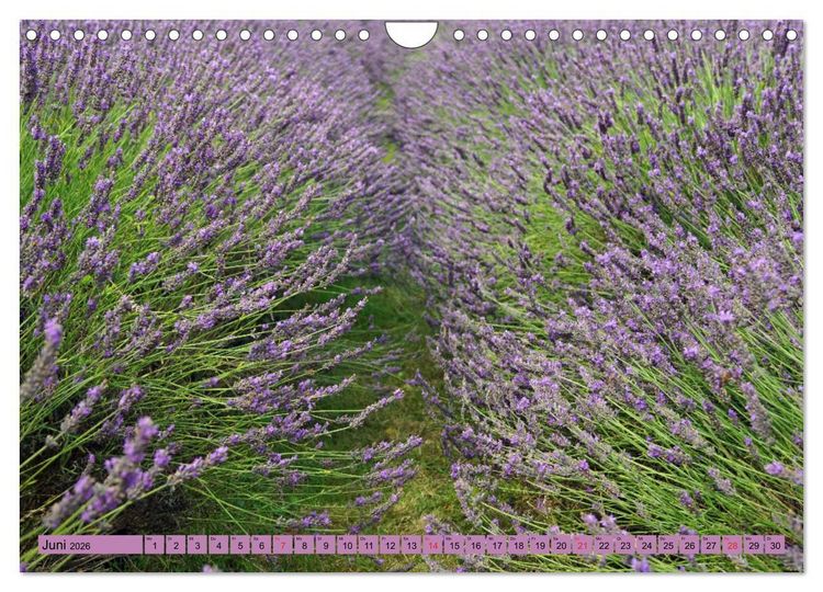 Produktbild: Farbzauber Lavendel (Wandkalender 2026 DIN A4 quer), CALVENDO Monatskalender