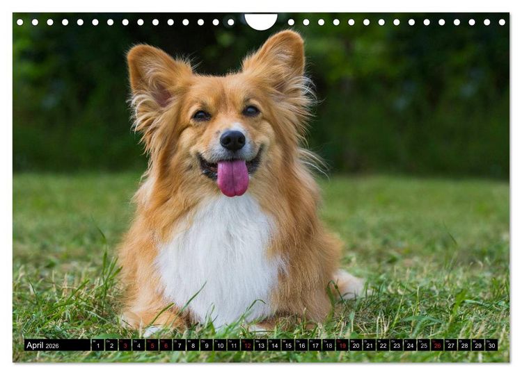 Produktbild: Welsh Corgi - Kobold auf 4 Pfoten (Wandkalender 2026 DIN A4 quer), CALVENDO Monatskalender