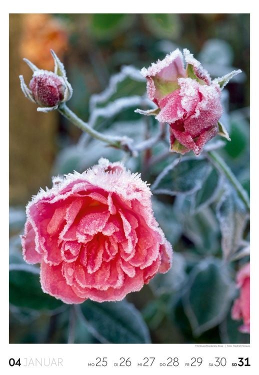 Produktbild: Garten Wochenkalender 2027