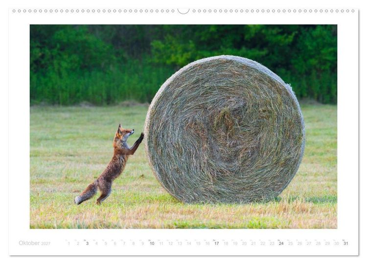 Produktbild: Der Rotfuchs (hochwertiger Premium Wandkalender 2027 DIN A2 quer), Kunstdruck in Hochglanz