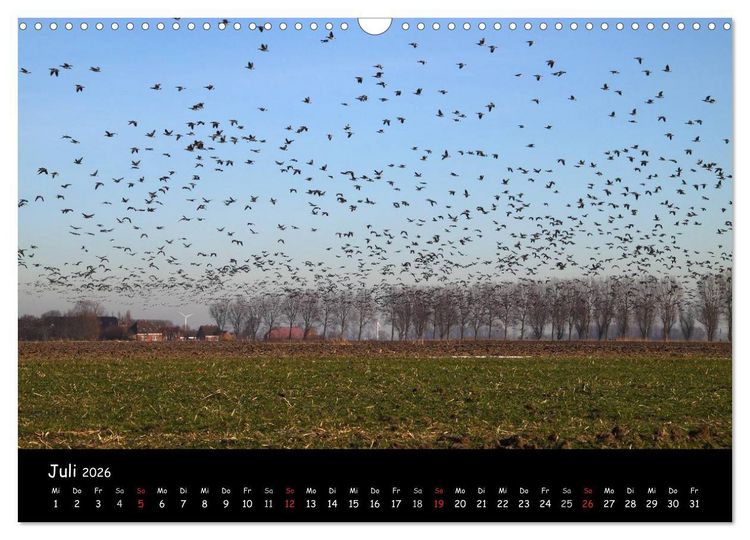 Produktbild: Schrei der Wildg&auml;nse (Wandkalender 2026 DIN A3 quer), CALVENDO Monatskalender