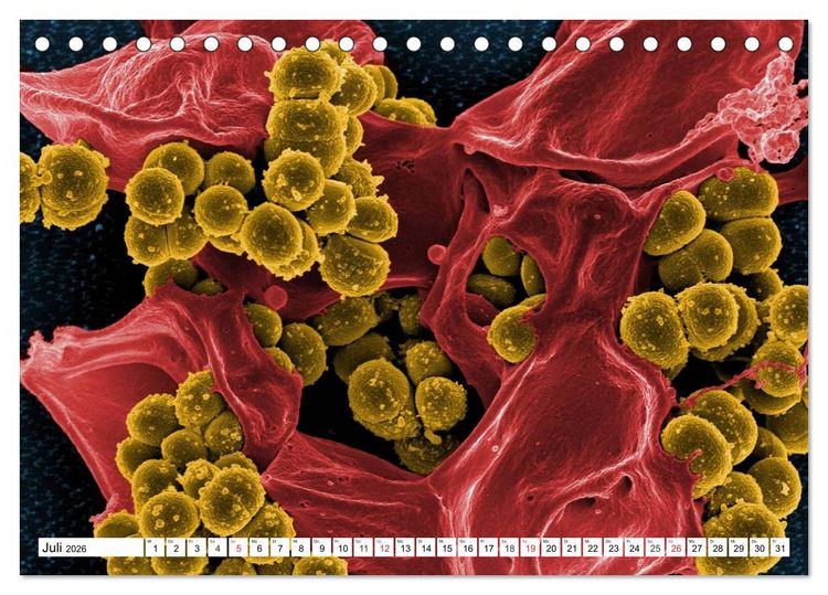 Produktbild: Mikrobiologie. Mikroorganismen, Genetik und Zellen (Tischkalender 2026 DIN A5 quer), CALVENDO Monatskalender