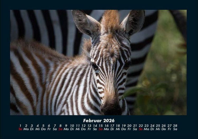 Produktbild: Welt der Tiere 2026 Fotokalender DIN A4