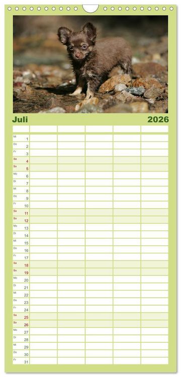 Produktbild: Familienplaner 2026 - Chihuahuas - kleine Herzensbrecher mit 5 Spalten (Wandkalender, 21 x 45 cm) CALVENDO